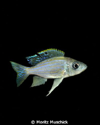 Featherfin cichlid fish (Aulonocranus dewindtii) in Lake ... by Moritz Muschick 